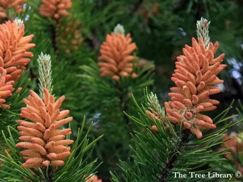 Pinus sylvestris - Scots pine, Scotch pine, European red pine, Baltic pine, Riga pine, Norway pine