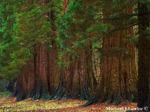 Sequoiadendron giganteum - Giant sequoia, Bigtree, Sequoia, Sierra redwood, Wellingtonia