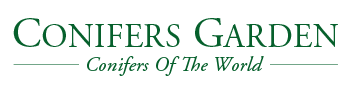 Conifers Garden - Online Conifer Nursery