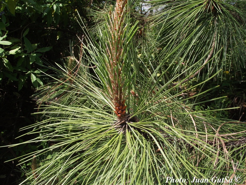 Lawson Pine 10 seeds Pinus Lawsonii 